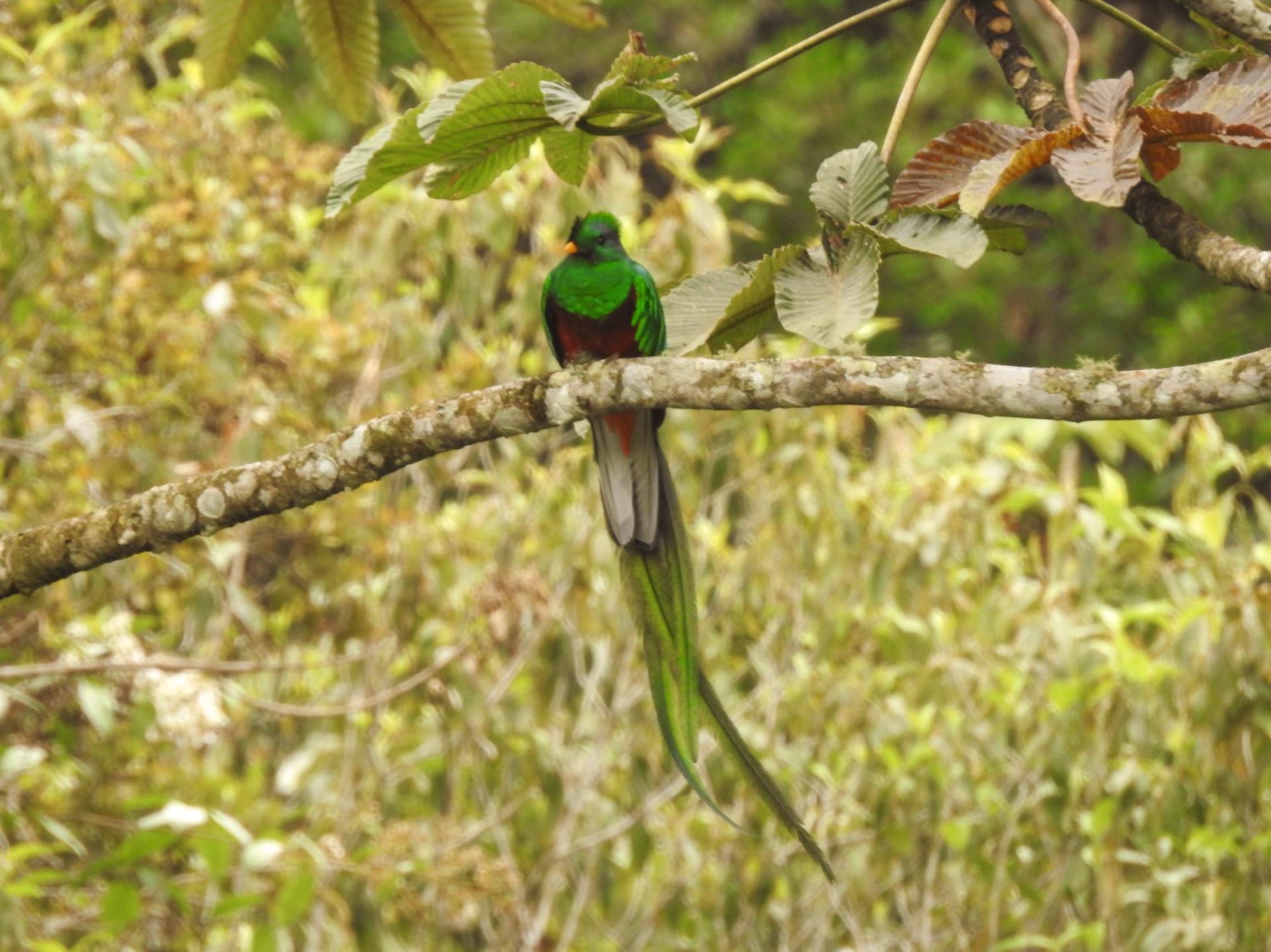 Resplendent Quetzal