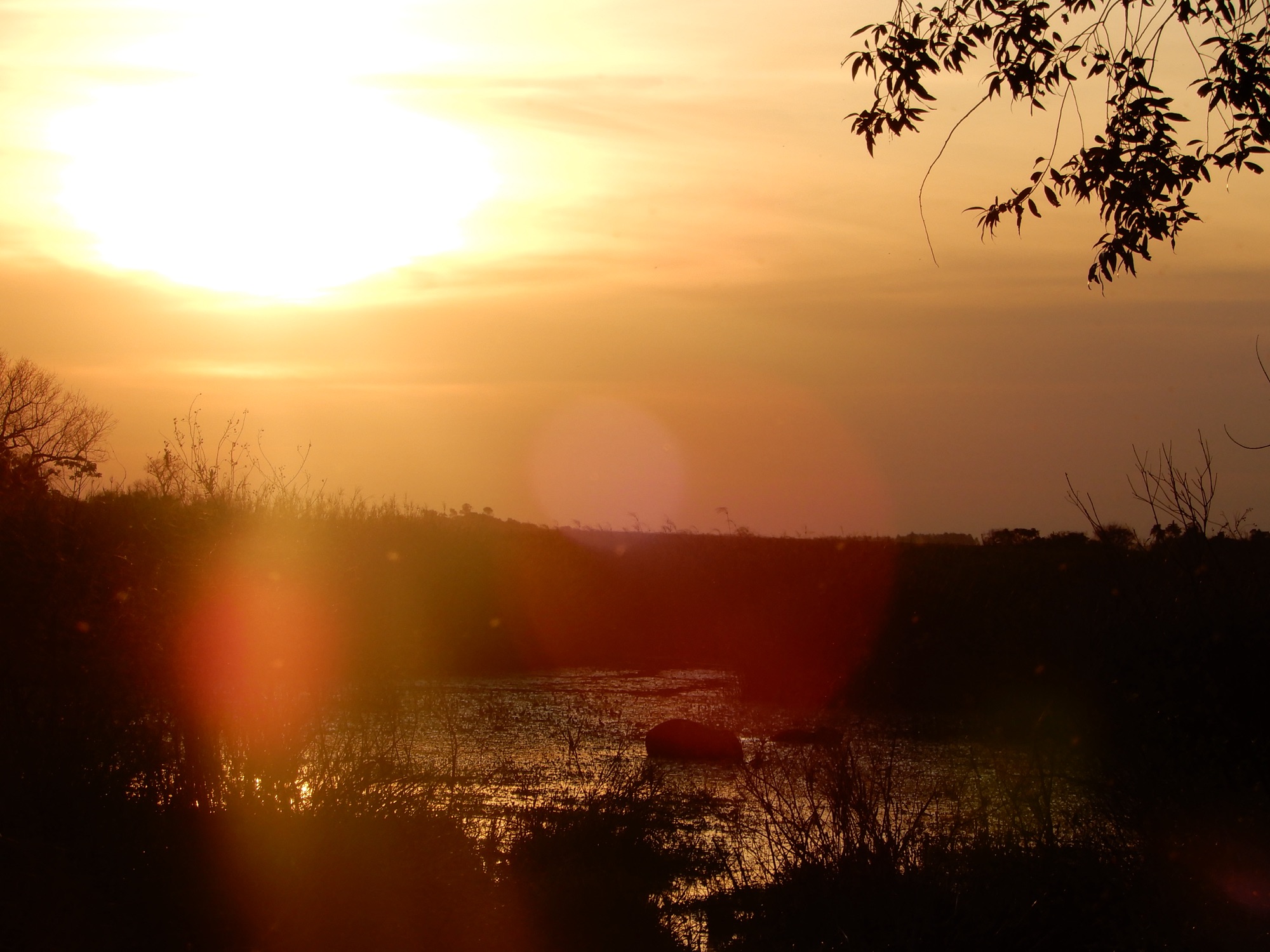 ibera wetlands at sunset, black shape of the land and a tree, orange of sky, can see a capybara in the water